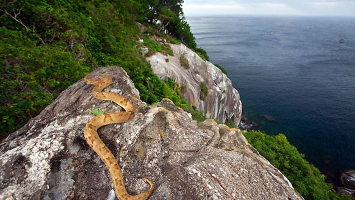 Isla de las serpientes