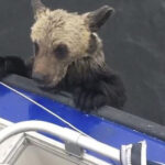 Cuccioli d'orso || La storia vera di due cuccioli d'orso salvati da pescatori