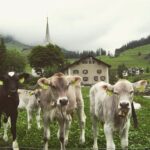 Szwajcarskie miasto, które jest tak piękne, że zakazało udostępniać swoich zdjęć na mediach społeczn...
