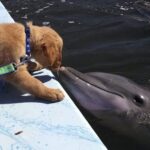 Собака падает в канал и борется за жизнь, пока группа дельфинов не спасaет его невероятными усилиями