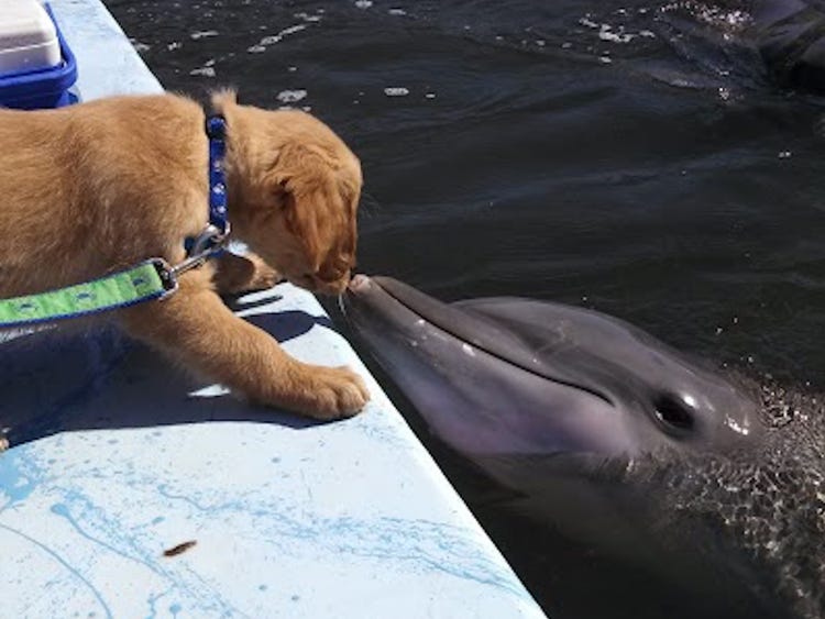Собака падает в канал и борется за жизнь, пока группа дельфинов не спасaет его невероятными усилиями