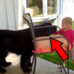 ילדה בת 5 ליטפה כלב ענק בגינה. שימו לב לתגובה שלו!