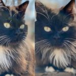 Zestawienie dwóch zdjęć kota
