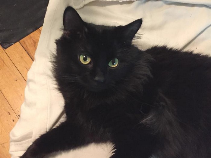 Czarny kot na poduszce