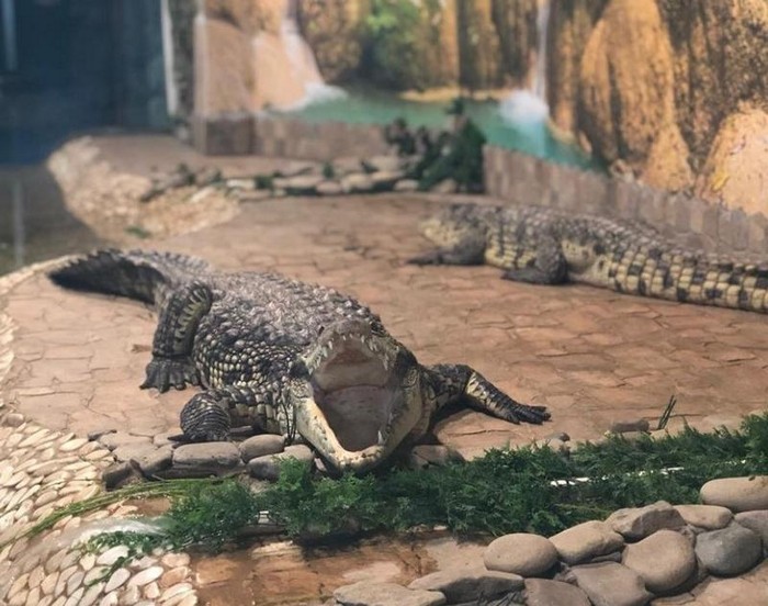 Aligatory w ZOO