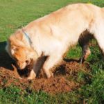 Un perro cavando