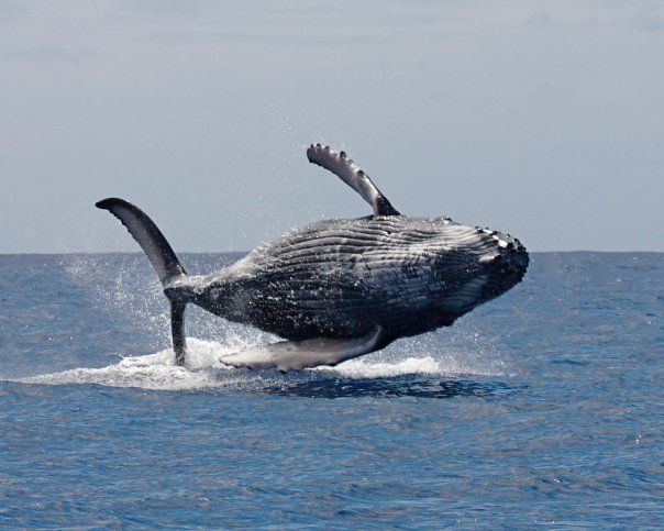 巨大なクジラとの接触でパニックに陥る海洋研究者