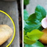 Cosa succede se si mette un gambo di rosa in una patata. La gente dovrebbe saperlo!