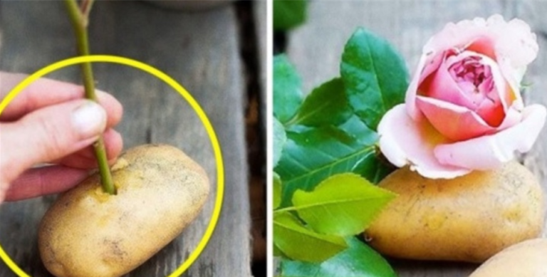 Cosa succede se si mette un gambo di rosa in una patata. La gente dovrebbe saperlo!