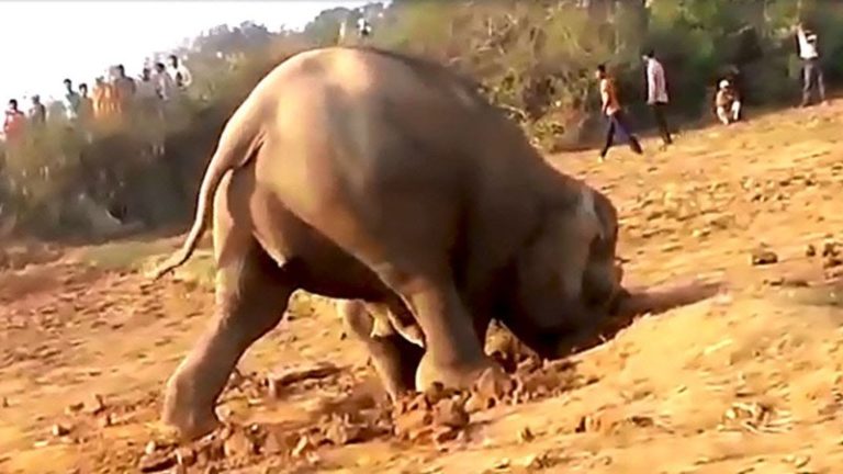 他們驚訝地發現，這隻大象為什麼要無數次地挖洞？
