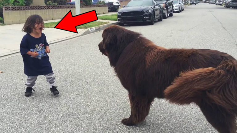 小男孩在街上遇到一隻狗 – 沒有人想到接下來會發生什麼