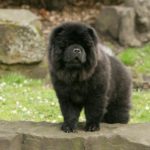big puffy black dog