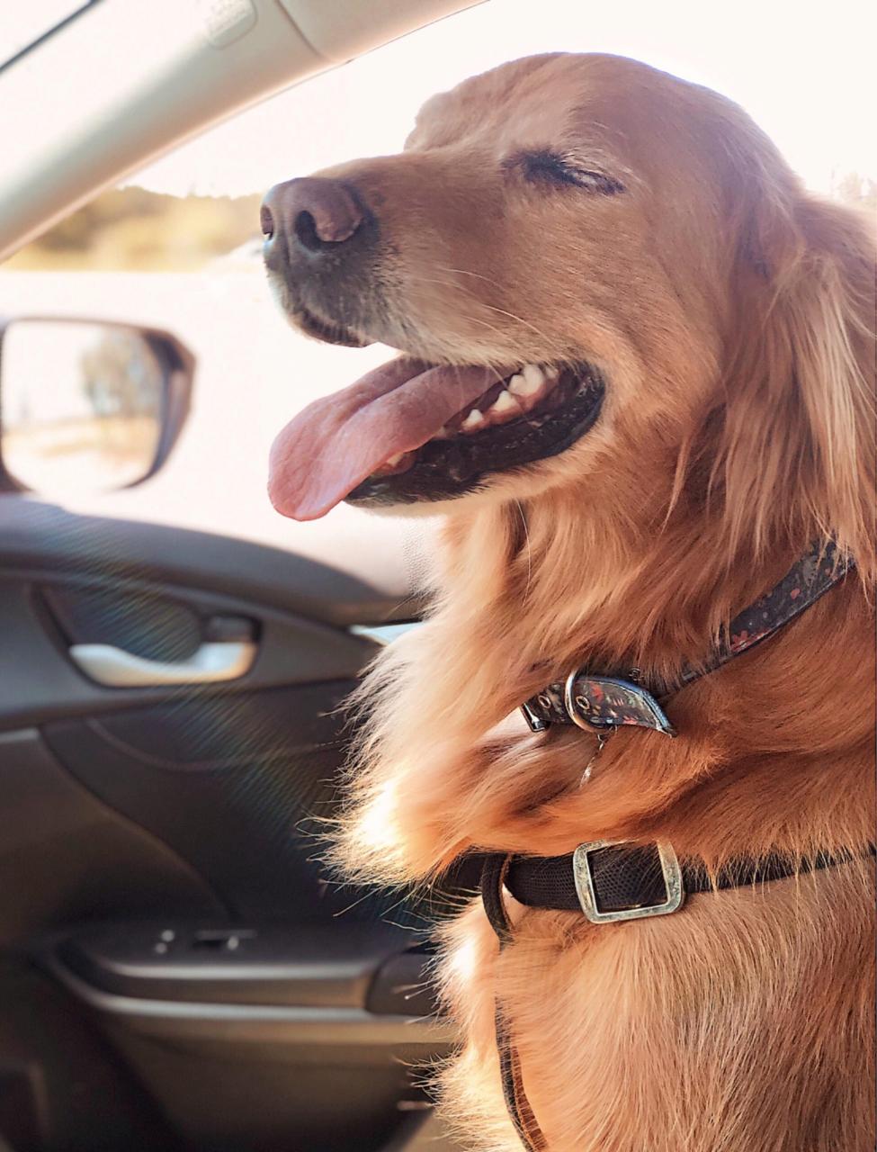golden retriever in the car with tongue out