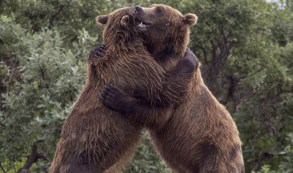 bear buddy hug