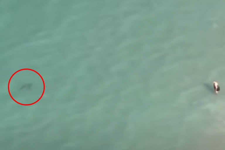 drone captures a shark near a human