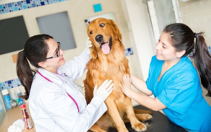 Médicas veterinarias con un golden retriever
