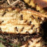 Cara Mudah Menghilangkan Semut Di Taman Anda: Hanya Letakkan Atas Tanah, Keesokan Harinya Semut Hila...