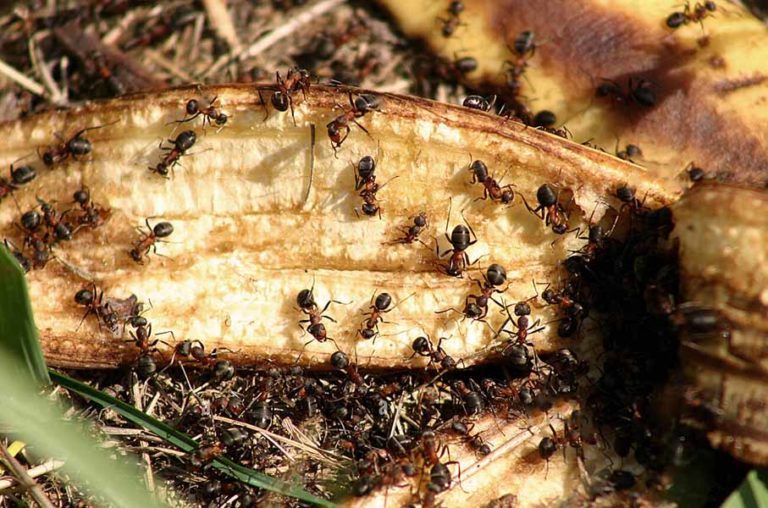 Cara Mudah Menghilangkan Semut Di Taman Anda: Hanya Letakkan Atas Tanah, Keesokan Harinya Semut Hilang!