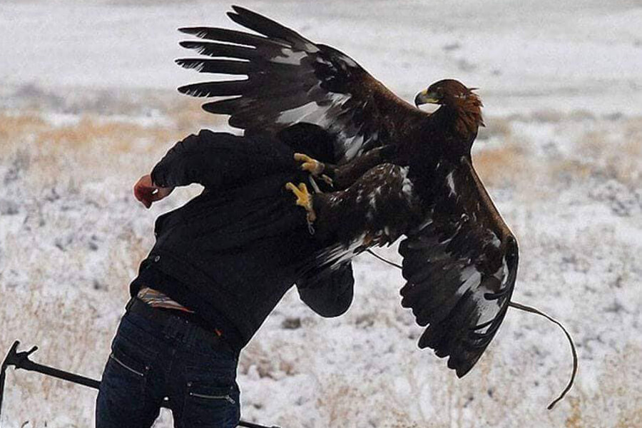 hawk attacks photographer