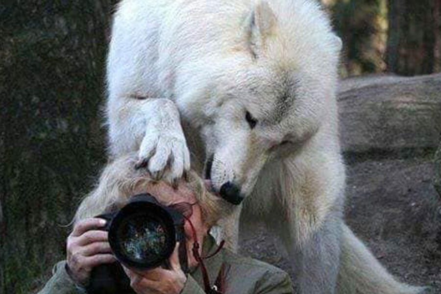 wolf behind photographer
