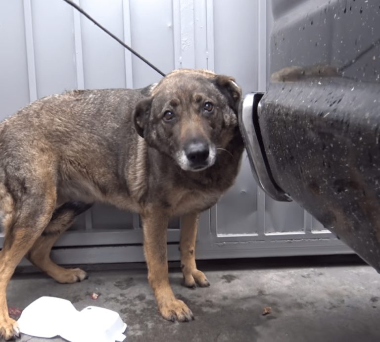 Les sauveteurs ont été choqués par la réaction du chien lorsqu’ils ont essayé de l’aider.