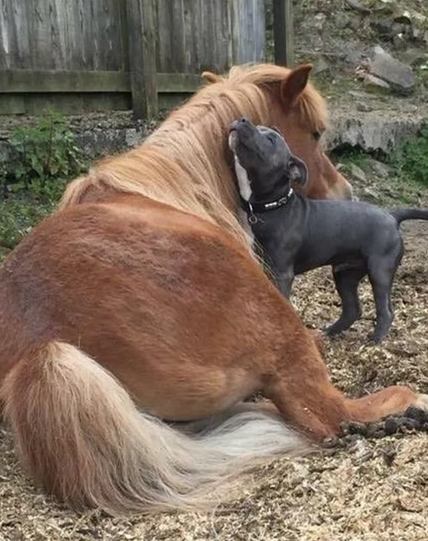 anjing dan kuda