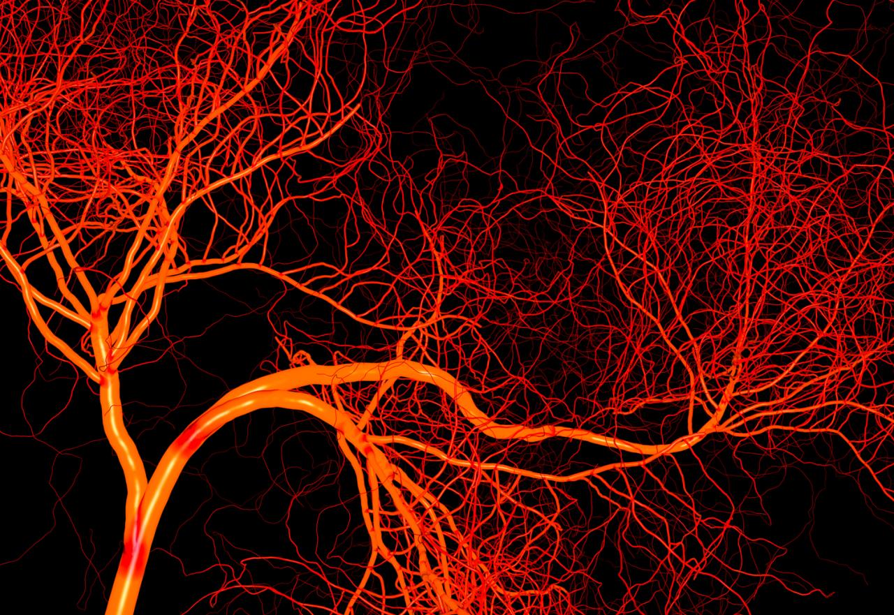 Blood Vessels | The Franklin Institute