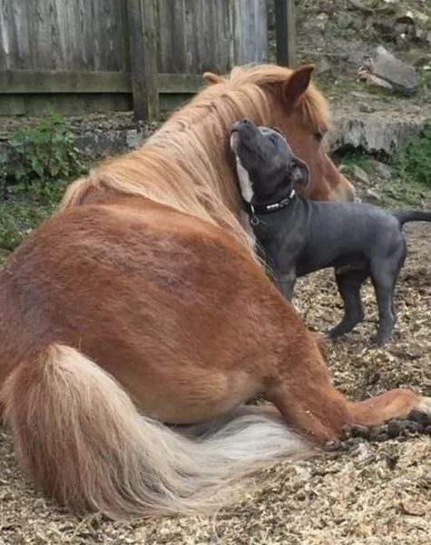 الكلب والحصان