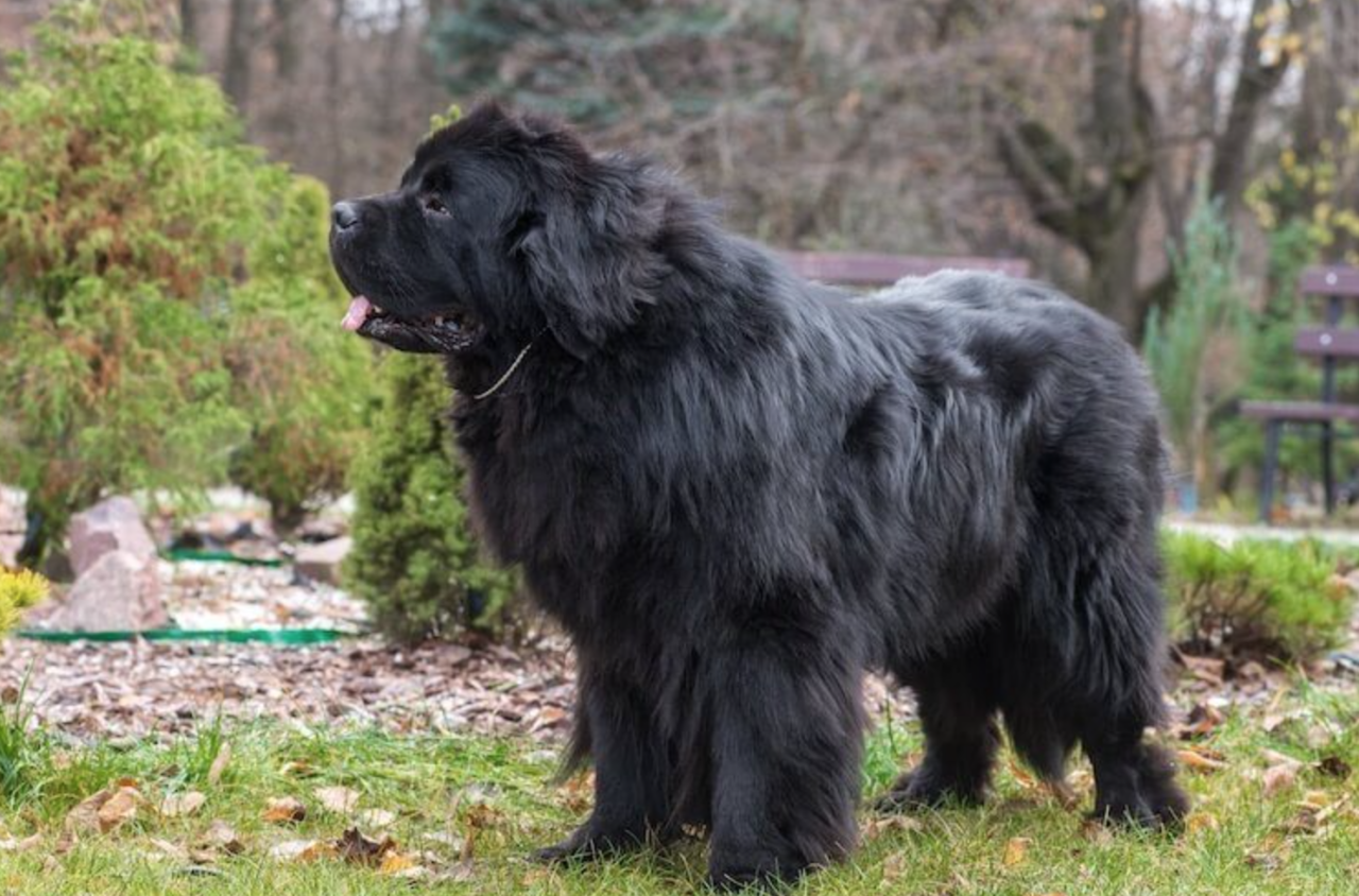 anjing besar hitam