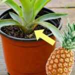 Why you shouldn't throw away crowns of pineapples