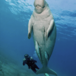 diver and dugong