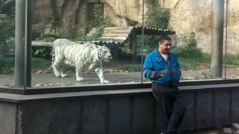 Guy and tiger