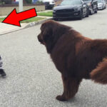 A fiú találkozik egy kutyával az utcán - ami ezután történt, arra senki sem számított!