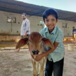 boy and cow