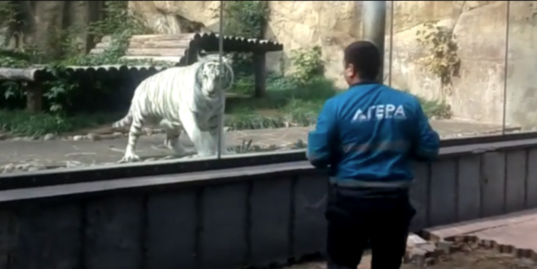 tigre bianca allo zoo
