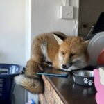 Pictured The fox in Emma Slade's kitchen