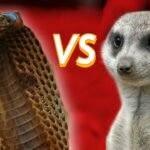 Dangerous fight between king cobra and mongoose, mongoose thrashed the snake by stuffing it in its m...