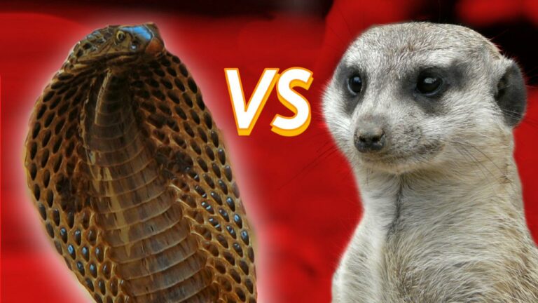 Dangerous fight between king cobra and mongoose, mongoose thrashed the snake by stuffing it in its mouth, but then what happened…