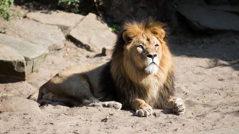 lion sitting on sand