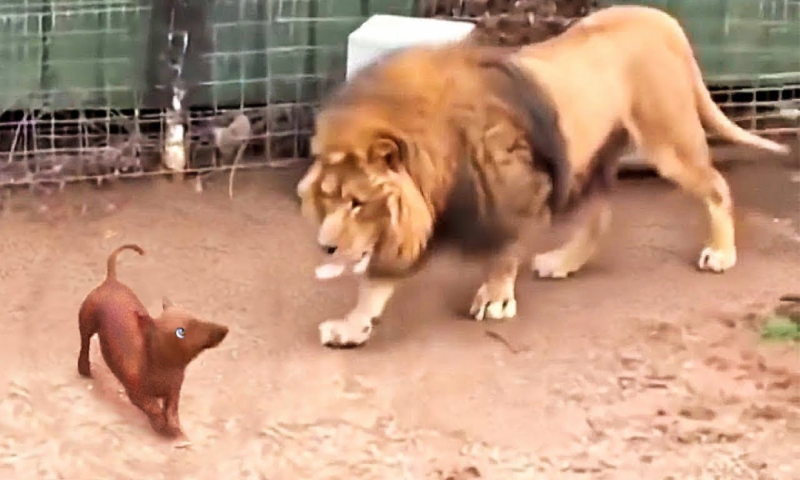 dog and lion together in a cage