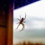 How to Get Rid of Spiders: A Complete Guide [2023]