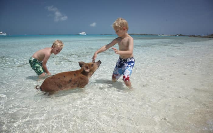  la plage de Pig Beach - Bahamas