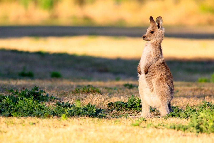mały kangur