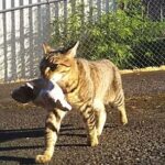 [Foto] Kucing Ini Selalu Curi Anak Anjing, Jiran Mengekorinya dan Lihat Kejadian Ini
